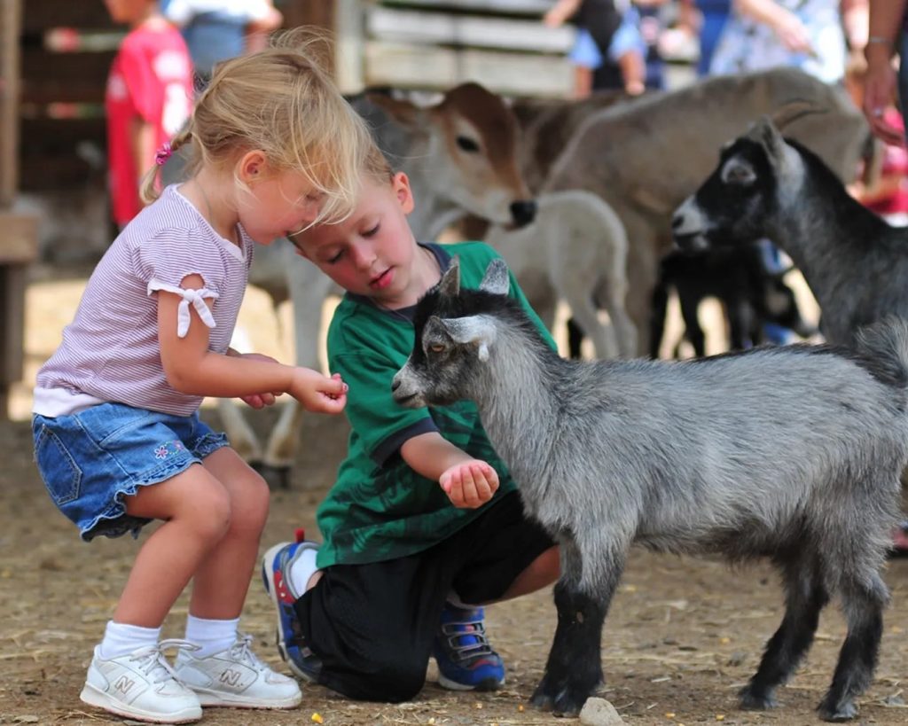 petting zoo near Lake Geneva, lake Geneva petting zoos, interactive petting zoo near Lake Geneva